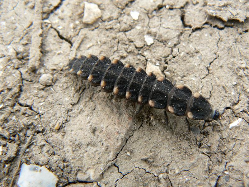 16 Oil beetle larvae.JPG